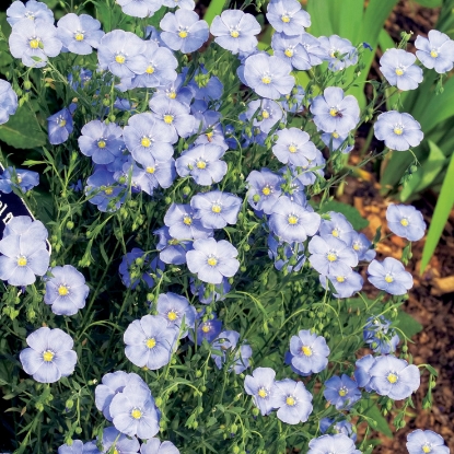 Picture of Linum - Perenne